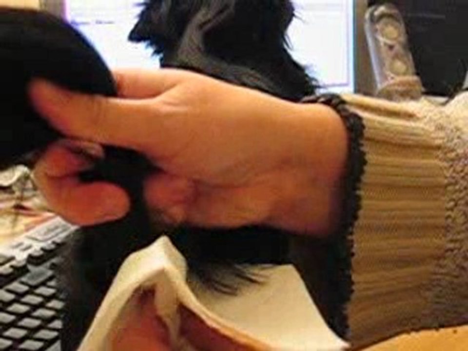 comment vide les glande annal de sont chien