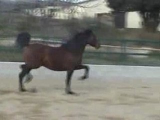 DERBI III POTRO 2 AÑOS PRE