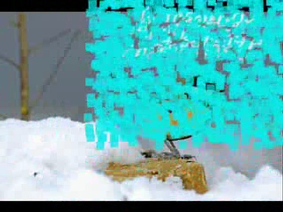 le faucon crécerelle et la mésange charbonnière_converted