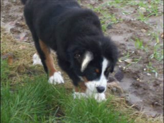 Elliot bouvier bernois