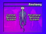 Anatomia del sistema nervioso (1) (v.o. ingles)