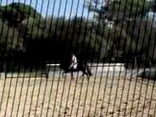 BRUJO XLVI PURA RAZA ESPAÑOLA