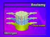 Anatomia del sistema nervioso central (2) (v.o. ingles)