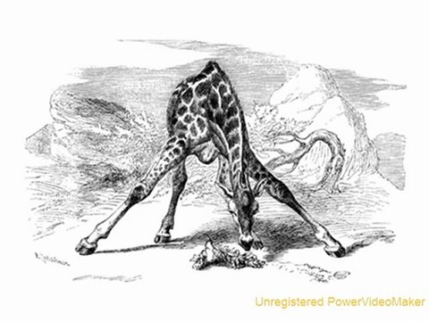 Les Girafes en Afrique