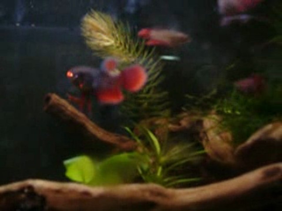 Portée de Betta splendens du 25/09/09