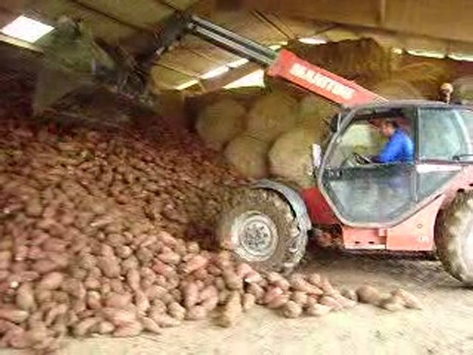 tassage de bétrave avec maniscopique