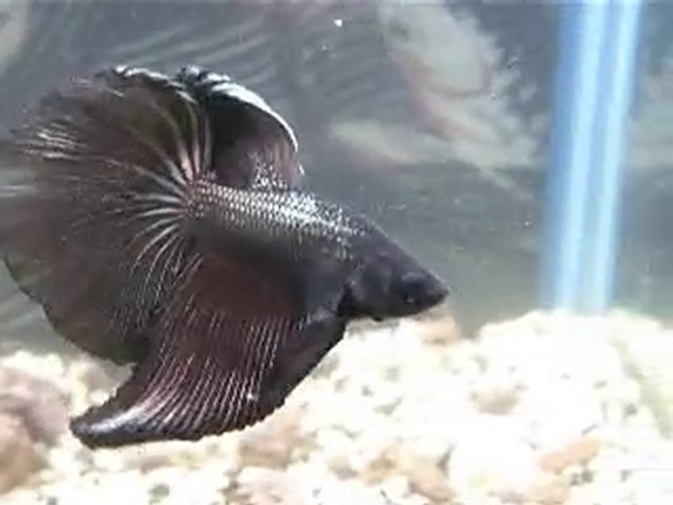 betta splendens parade 1