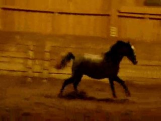 Sirène se défoule dans le manège 30-12-09