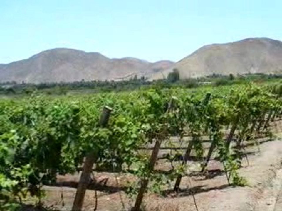 El pisco es del Perú