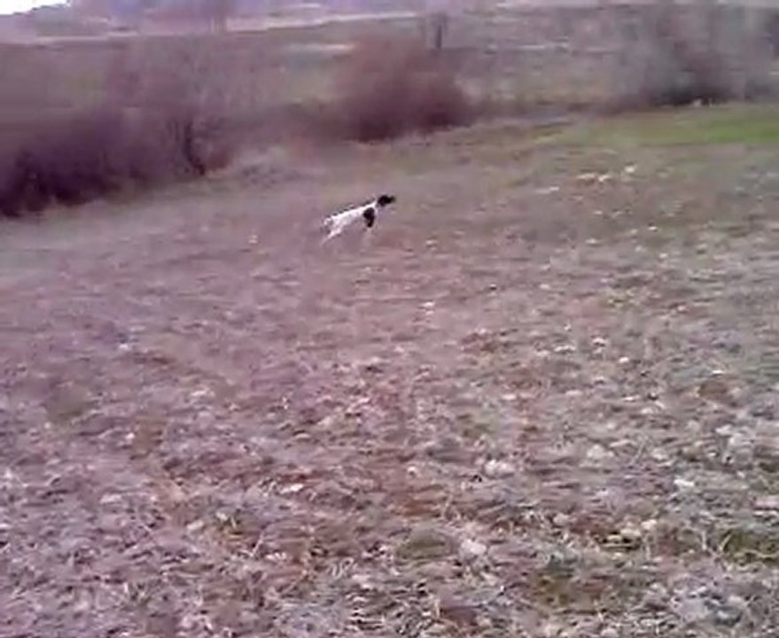 pointer şila