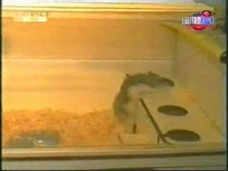 無限ループ