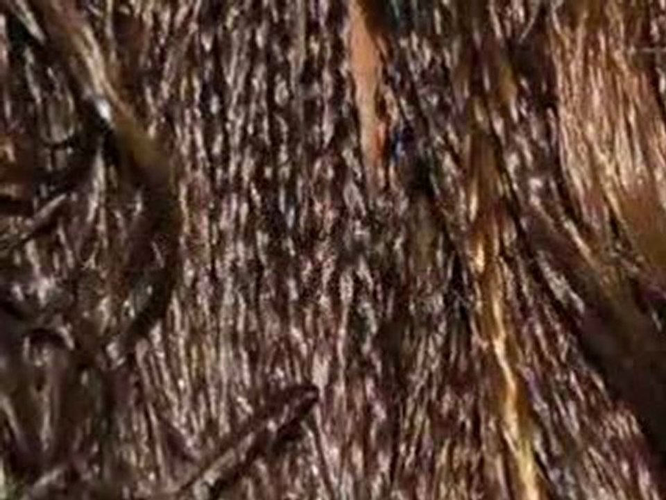 ART  OF  BRAIDS