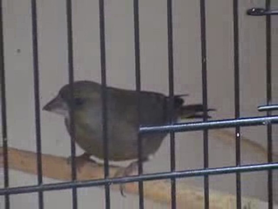 fluryam