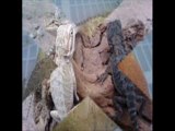 bearded red dragon 786-973-3364