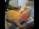 bearded dragon breeds 786-973-3364 breedingcircle