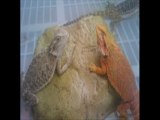 gecko photo breedingcircle.com 786-973-3364