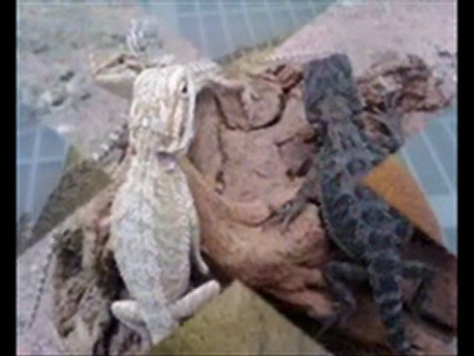 red eared slider for sale 786-973-3364