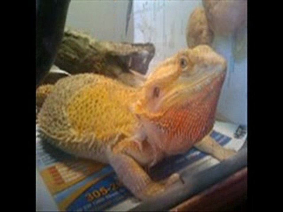 red bearded dragon breedingcircle.com 786-973-3364