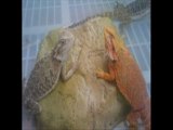 red bearded dragon for sale 786-973-3364