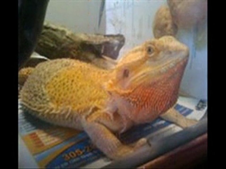 buy bearded dragons 786-973-3364 breedingcircle