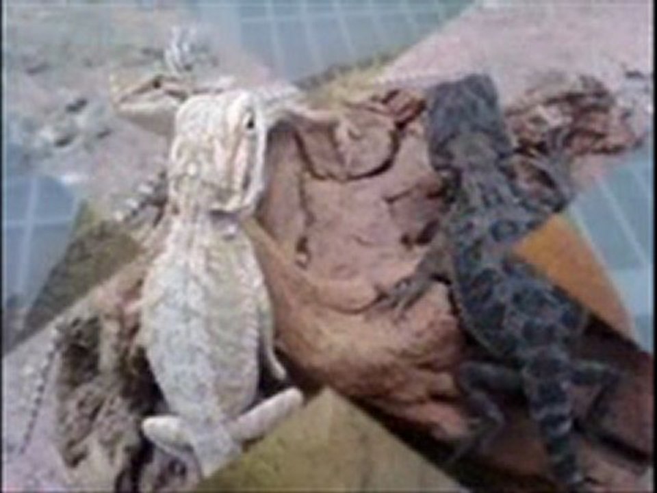 albino red eared sliders for sale breedingcircle