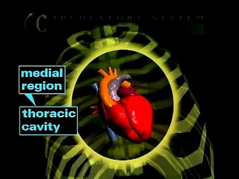 Corazon: Anatomia (v.o. ingles)