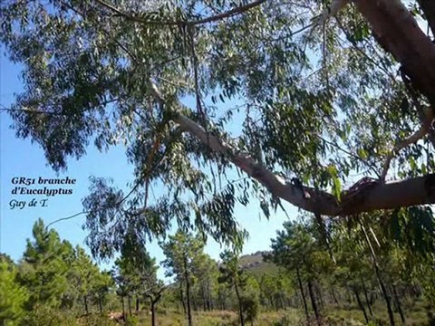 Roquebrune-Le Muy-Bagnol en Forêt GR51 Guy de Trets.