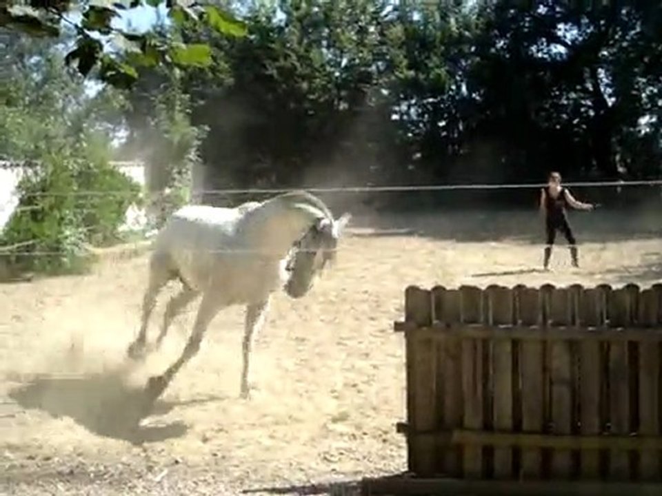 Apache à sa toute premiére séance  saut d' obstacles