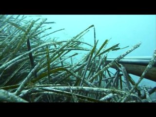 film de chasse sous marine 2008 2009 dans les alpes maritime