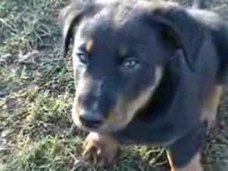 Les chiots de Valou à 7 semaines