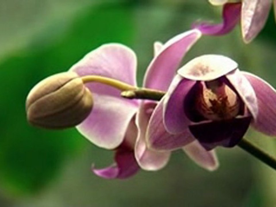 Petite fleur