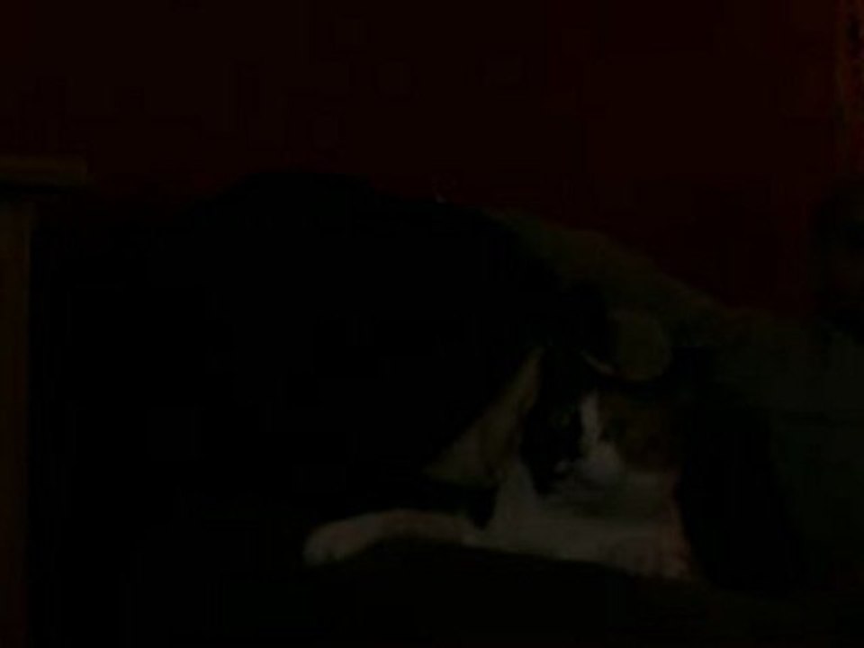 pouppette qui parle le chat qui parle