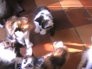 chatons Maine coon polydactyle