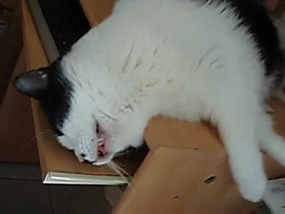chats 034