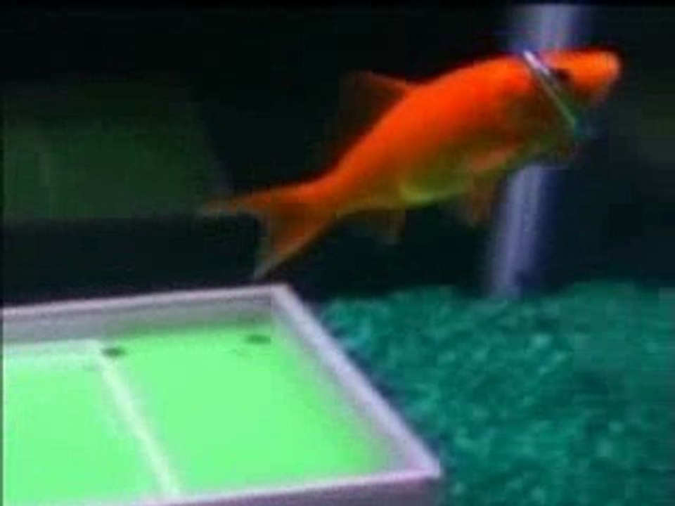 Trained Fish Does Amazing Tricks