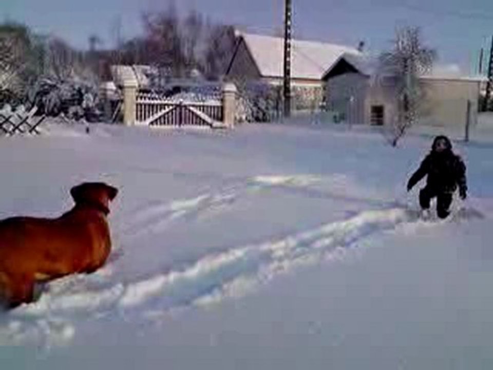 Dogue de Bordeaux dans 50cm de neige