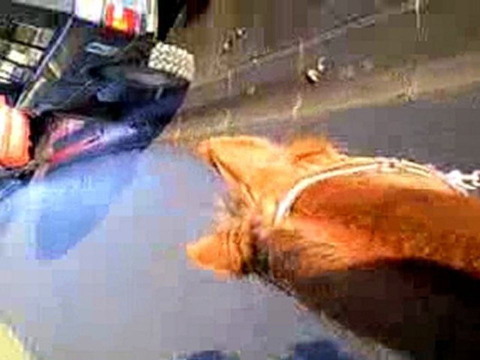 Fleuron en ballade le  14-01-2010