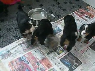 Chiots à 32 jours