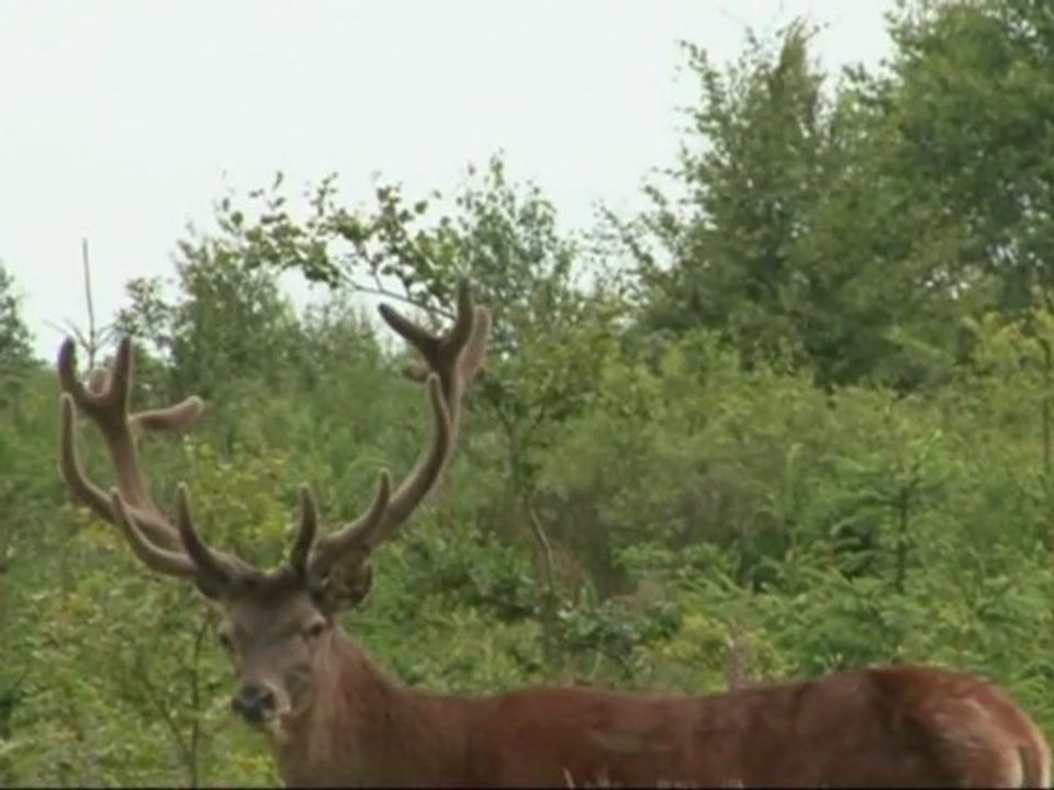 Cerf 2008