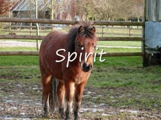 les poneys et les chevaux du centre équestre de la Haye !