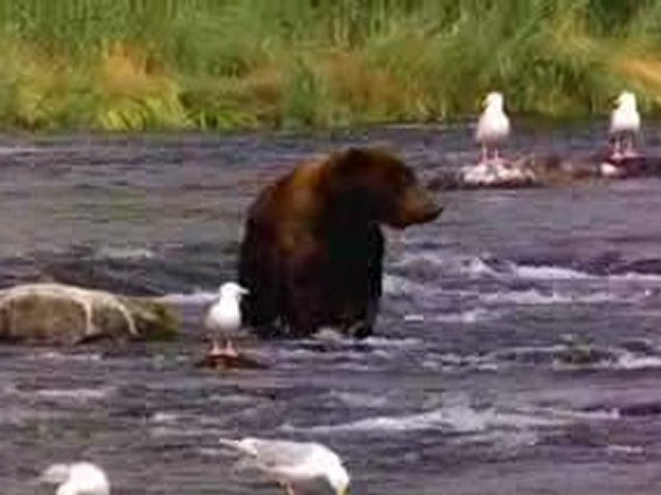 Bear