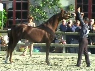 AN TRISKELL ARABIANS VOEUX 2010