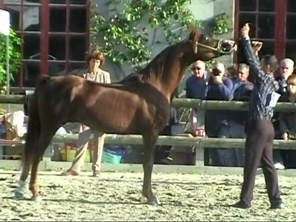 AN TRISKELL ARABIANS VOEUX 2010