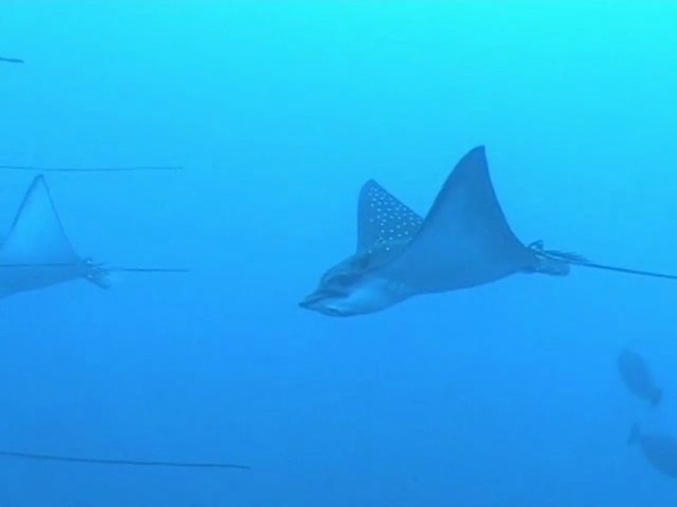 vol de raies léopard ou aigles aux Maldives