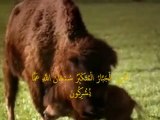 des animaux sauvages   سبحان الله sobhanllah‏