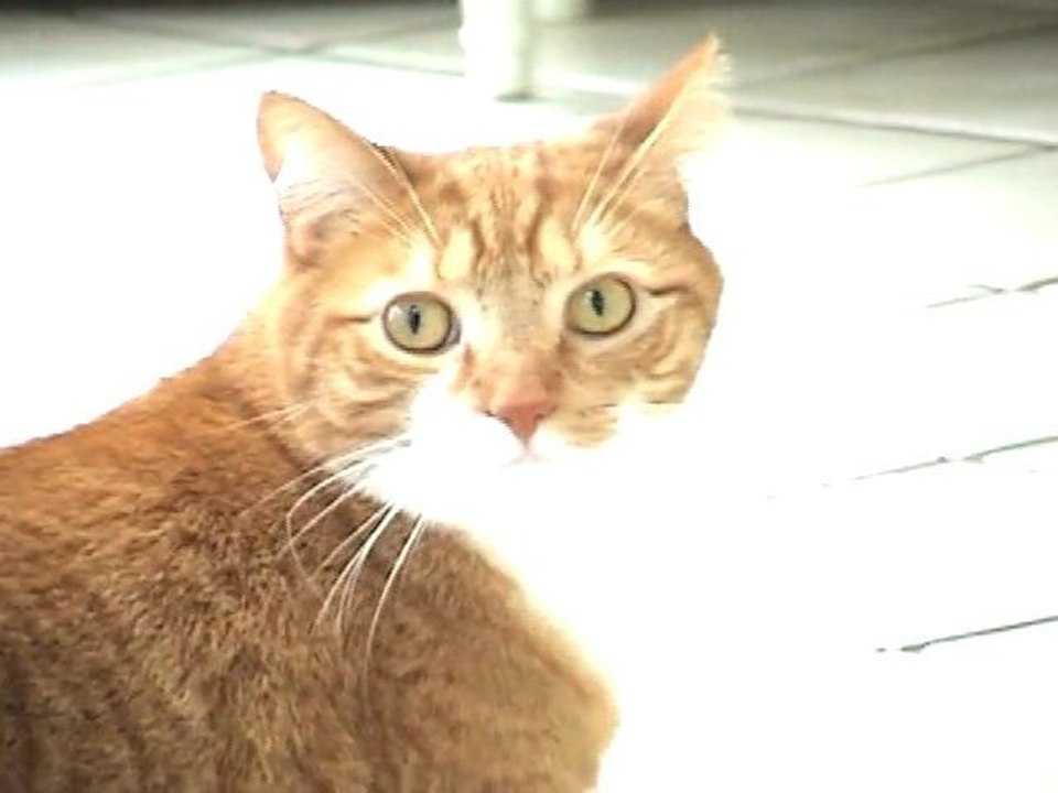Dramatic Cat 2010