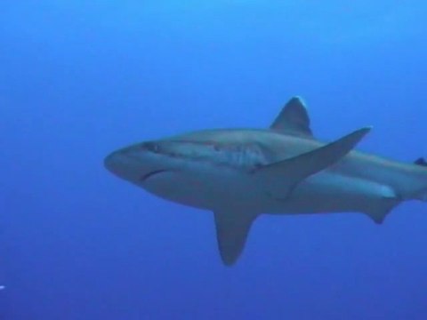 gros requins aileron blanc de récif à Rangiroa