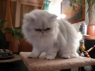 Donna Bella de Salangane à la Chatterie de Silver Gate