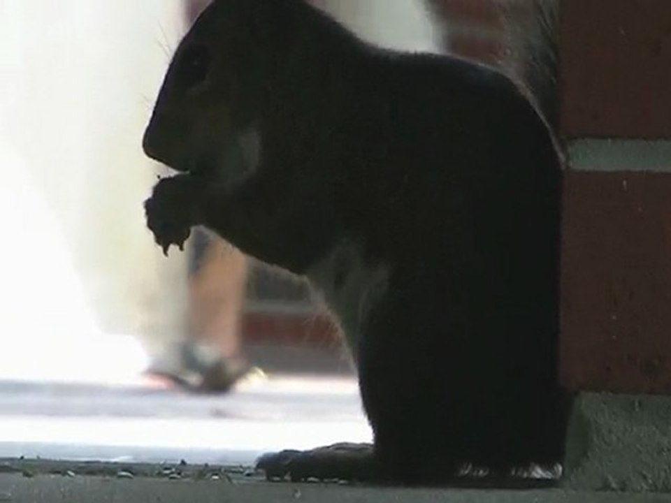 Ardilla-comiendo-chocolate