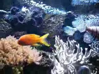 Rascasses - Zoo de Cologne, Allemagne